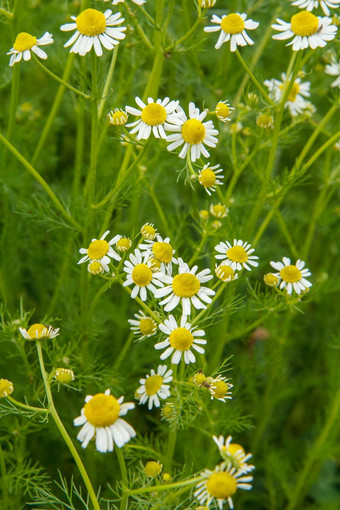 <strong>洋甘菊</strong>模糊花背景