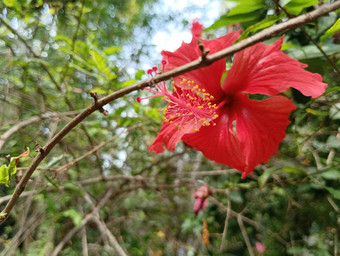 红色的彩色芙蓉黄色的花粉生活树绿色背景