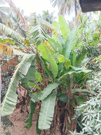 集团香蕉树包围芒果椰子树