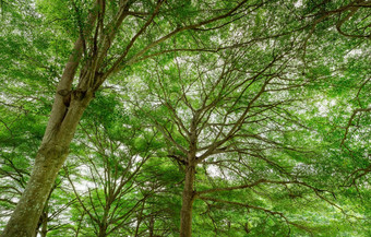 底视图树绿色叶子热带森林生态系统新鲜的环境公园绿色树给氧气夏天花园树种植园减少碳二氧化物碳抵消