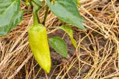 贝尔胡椒日益增长的布什花园保加利亚甜蜜的胡椒