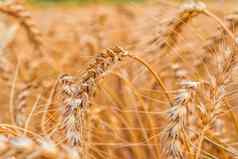 金麦片场耳朵小麦农业农场农业概念收获小麦场农村风景成熟耳朵牧场收获概念成熟的耳朵小麦麦片作物面包黑麦粮食