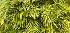 热带棕榈叶子花模式背景真正的照片
