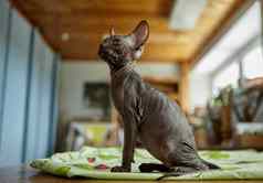 迷人的灰色的sphynx小猫徘徊在表格艺术车间