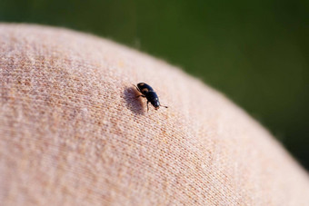小黑色的昆虫坐在手特写镜头昆虫棕榈手特写镜头