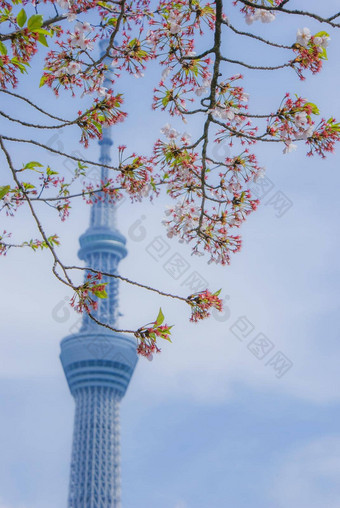 樱桃花朵东京天空树图片