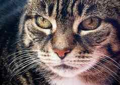 美丽的女虎斑猫首页可爱的国内宠物肖像