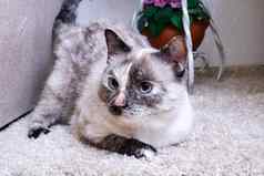 灰色的猫谎言灰色的毛茸茸的地毯