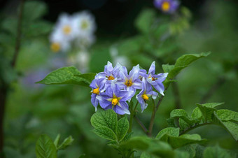 土豆<strong><strong>花</strong>开<strong>花</strong>开花</strong>土豆植物