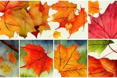 水彩秋天丰饶的象征剪纸艺术秋天收获剪辑艺术感恩节