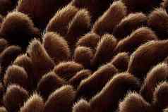 捷豹皮毛模式无缝的真正的多毛的纹理