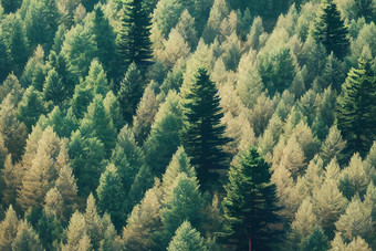 绿色森林松树林地空中视图