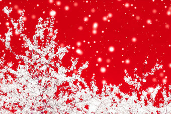 圣诞节年红色的花背景假期卡设计花树雪闪闪发光的冬天<strong>季</strong>节出售<strong>促销</strong>活动背景奢侈品美品牌