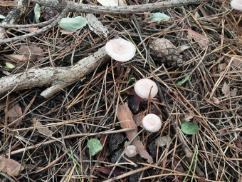蘑菇种植秋天森林