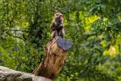 沉思的狒狒坐在湿树树桩柏林动物园德国