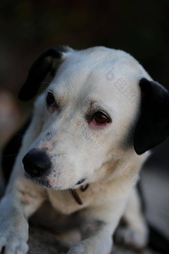 可爱的白色黑色的狗配置文件关闭动物背景高质量大大小即时打印