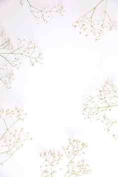 满天星白色花植物孤立的白色背景前视图