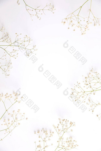 满天星白色花植物孤立的白色背景前视图