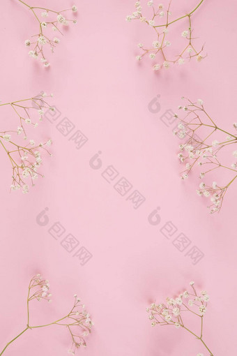 满天星白色花植物孤立的粉红色的背景前视图