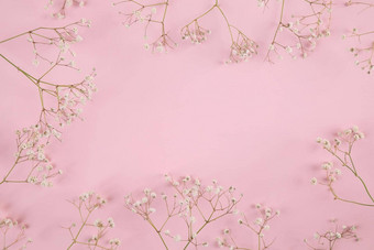 <strong>满天星</strong>白色花植物孤立的粉红色的背景前视图