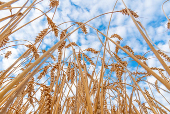 金麦片场耳朵小麦农业农场农业概念收获小麦场农村风景成熟耳朵牧场收获概念成熟的耳朵小麦麦片作物面包黑麦<strong>粮食</strong>