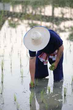 农民大米种植水