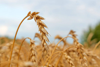 金麦片场耳朵<strong>小麦</strong>农业农场农业概念收获<strong>小麦</strong>场农村风景成熟耳朵牧场收获概念成熟的耳朵<strong>小麦</strong>麦片作物面包黑麦粮食