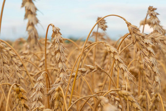 金麦片场耳朵小麦农业农场农业概念收获小麦场农村风景成熟耳朵牧场收获概念成熟的耳朵小麦麦片作物面包黑麦<strong>粮食</strong>