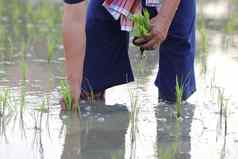 农民大米种植水
