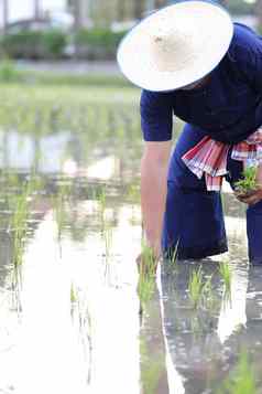 农民大米种植水