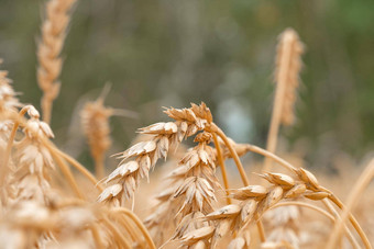 金麦片场<strong>耳朵</strong>小麦农业农场农业概念收获小麦场农村风景成熟<strong>耳朵</strong>牧场收获概念成熟的<strong>耳朵</strong>小麦麦片作物面包黑麦粮食