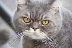 特写镜头肖像伤心灰色的英国猫黄色的眼睛最喜欢的宠物