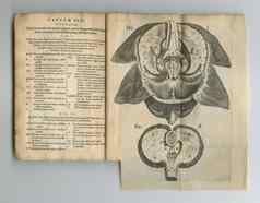 泛黄解剖学书解剖学书页面显示
