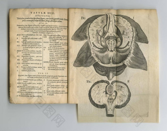 泛黄解剖学书解剖学书页面显示