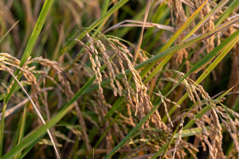 耳朵大米特写镜头大米种子耳朵帕迪美丽的金大米场耳朵大米
