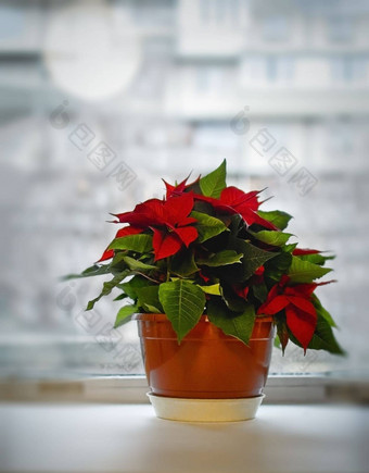 圣诞节一品红花花盆白色窗台上