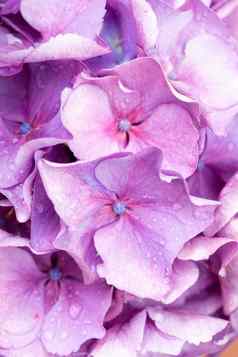 粉红色的淡紫色绣球花花序雨滴