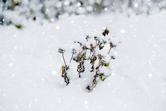 花雪公园冬天降雪冻花