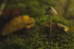 特写镜头真菌日益增长的莫斯小蘑菇秋天森林