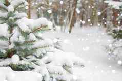 冬天景观背景森林树雪降雪