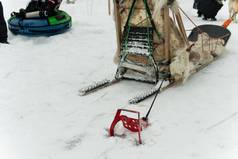 雪冷白色西伯利亚雪橇自然犬类沙哑的阿拉斯加冬天狗育空雪橇