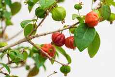成熟水果苏里南樱桃匹兹堡巴西樱桃尤金妮亚uniflora分支花园