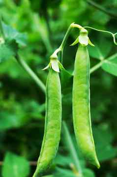 豆荚日益增长的绿色豌豆