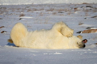 极地熊滚动雪腿空气打呵欠咆哮