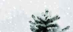 节日冬天背景自然圣诞节树雪降雪