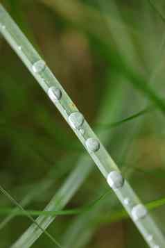 冬天雨滴草叶子背景关闭自然探索大大小高质量打印