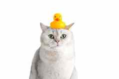 有趣的白色猫坐在黄色的橡胶鸭头白色背景