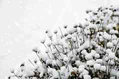 花雪冬天降雪复制空间白雪覆盖的