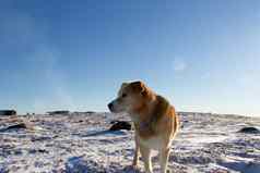 黄色的拉布拉多狗站雪冷北极景观