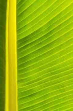 片段绿色叶香蕉棕榈生态背景异国情调的叶子横幅垂直框架复制空间